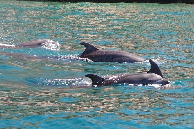 Whale Watching Snorkel Combo - Meeting point and timing: check in at 8:00am, go at 8:30am