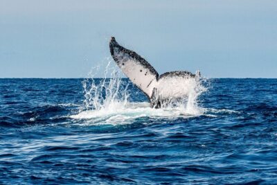 Whale Watching Snorkel Combo - El Arco on the route: Cabo’s landmark views from the boat