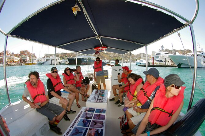 Whale Watching Snorkel Combo - What you get for $175: value beyond the whale checklist