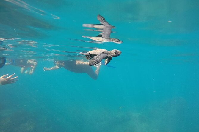 Whale Watching Snorkel Combo - Tips to make this morning smoother (and more fun)