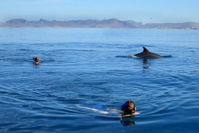 Whale Watching Snorkel Combo - Who should book this whale-and-snorkel combo?