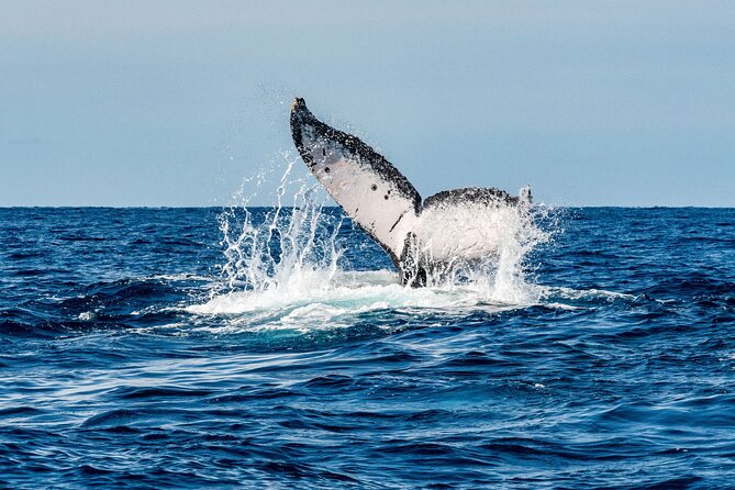 Whale Watching Snorkel Combo - El Arco on the route: Cabo’s landmark views from the boat