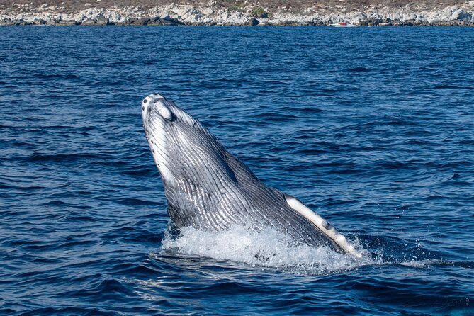Whale Watching & Snorkeling Combo in Los Cabos with Photos Included - Whale Watching on the Sea of Cortez: What You Should Actually Look For