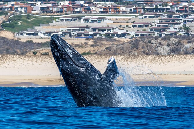 Whale Watching & Snorkeling Combo in Los Cabos with Photos Included - Snorkeling for One Hour: Reef Life You Can See Without a Full-Day Commitment