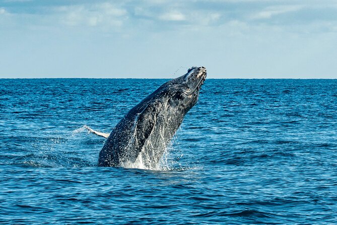 Whale Watching & Snorkeling Combo in Los Cabos with Photos Included - Photos and Videos Included: Why This One Detail Changes the Value