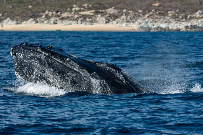 Whale Watching & Snorkeling Combo in Los Cabos with Photos Included - Price and Value: Is $125 Worth It for a Whale + Snorkel Day?