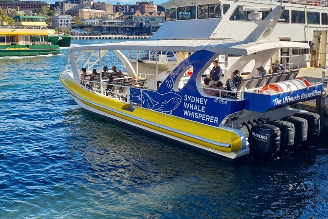 Whale Watching Sydney - Why This Cruise Feels More Personal Than Big-Boat Tours