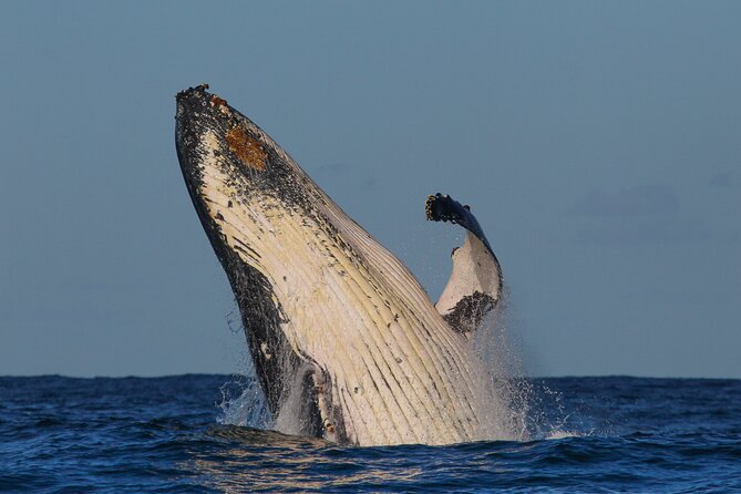 Whale Watching Sydney 2-Hour Express Cruise - How humpback spotting works (and what the crew is actually doing)
