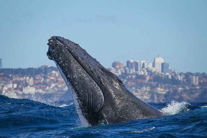 Whale Watching Sydney 2-Hour Express Cruise - Three decks, crowd math, and staying comfortable