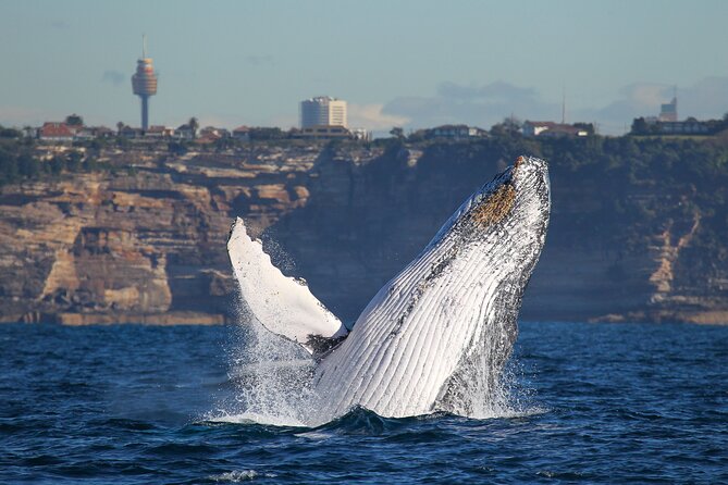 Whale Watching Sydney 2-Hour Express Cruise - Price and value: is $57.72 worth it?