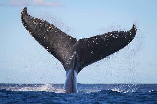 Whale Watching Sydney 2-Hour Express Cruise - Leaving the harbor: why that first stretch matters