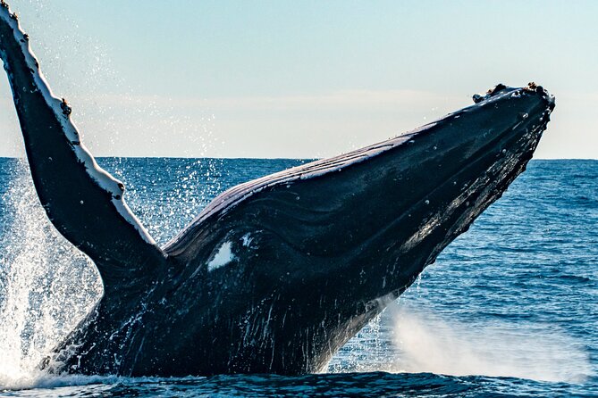 Whale Watching Sydney - Getting to King Street Wharf and Boarding Without Stress