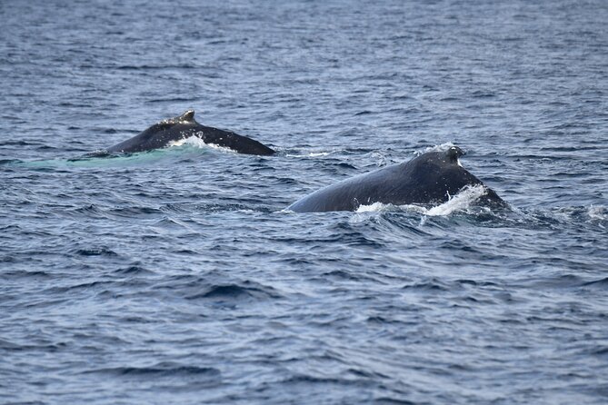 Whale Watching Sydney - Onboard Comfort and the Crew’s Role