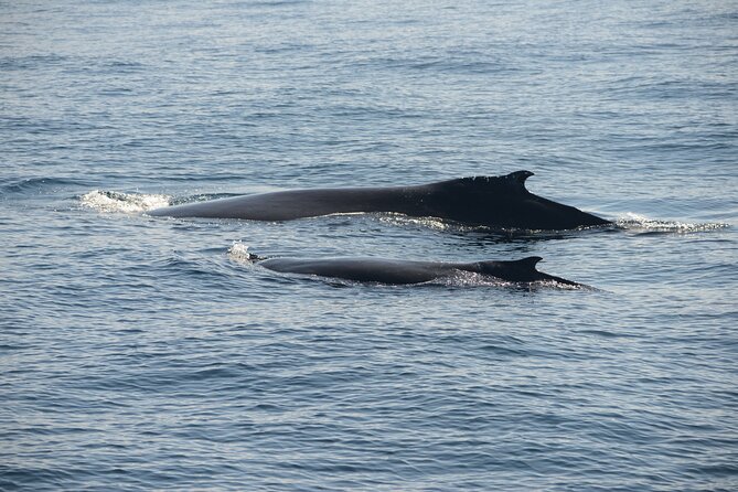 Whale Watching Sydney - Timing Reality Check: When 2 Hours Can Feel Shorter