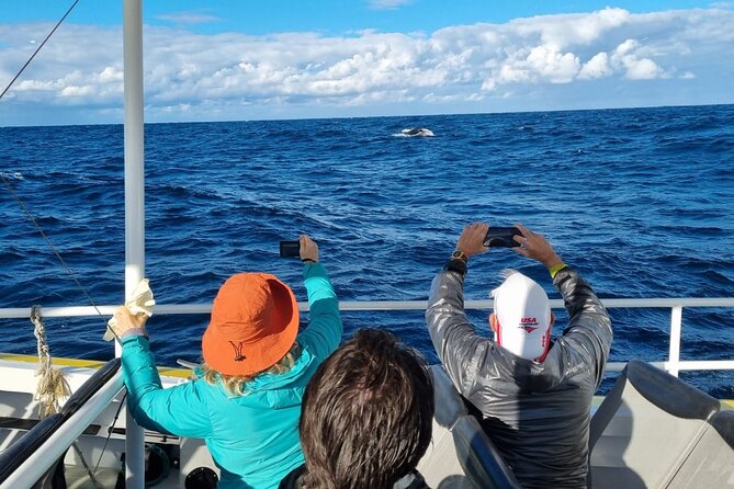 Whale Watching Sydney - Price and Value: Is $61.09 a Fair Deal?