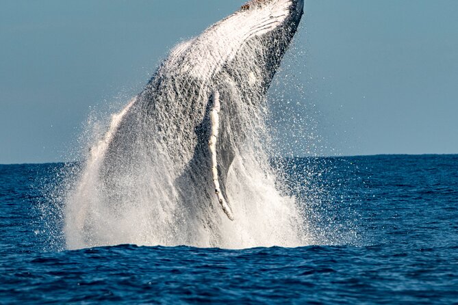 Whale Watching Sydney - Leaving the Harbour: Speed Matters When You’re Chasing Whales