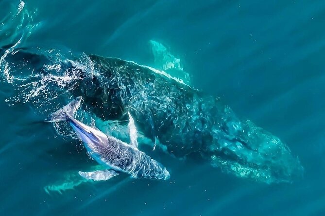 Whale Watching Terrigal - Quick hit: what makes Terrigal whale watching work
