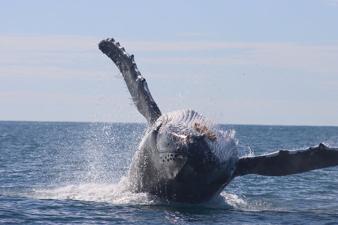 Whale Watching Terrigal - Price and value: is $132.42 per person worth it?