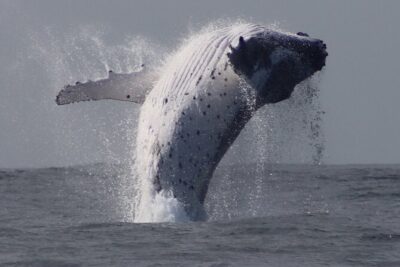 Whale Watching Terrigal - Meeting point and getting there like a pro