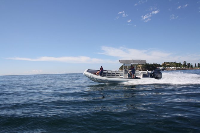 Whale Watching Terrigal - Whale spotting with a marine biologist: what you learn in real time