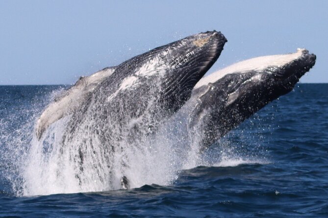Whale Watching Terrigal - Safety, sea conditions, and comfort on a small vessel