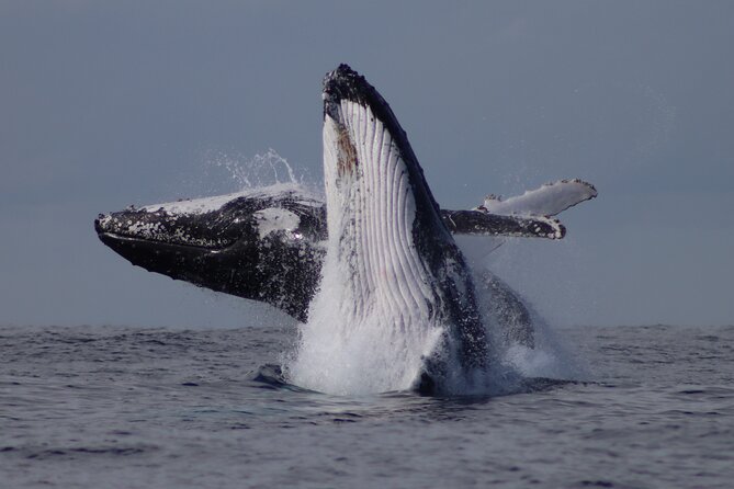 Whale Watching Terrigal - Who this Terrigal whale watch suits best