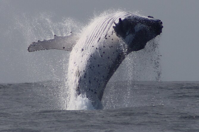 Whale Watching Terrigal - Meeting point and getting there like a pro