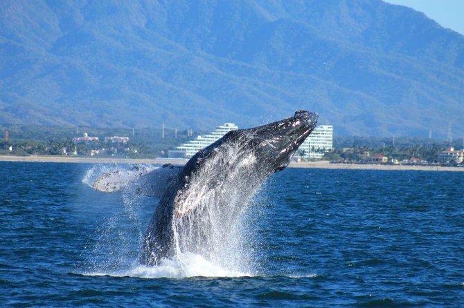 Whale Watching The Best Of Puerto Vallarta - Quick hits before you go