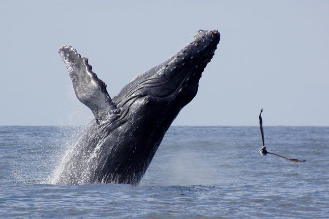 Whale Watching The Best Of Puerto Vallarta - Banderas Bay whale watching: what you’re really buying