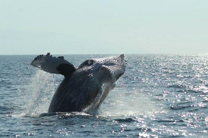 Whale Watching The Best Of Puerto Vallarta - Time on the water: what 3.5 hours feels like
