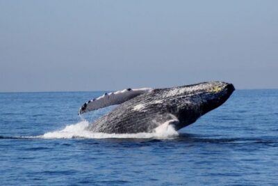 Whale Watching The Best Of Puerto Vallarta - Where the tour starts in Marina Vallarta (and how that helps)