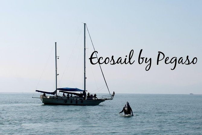 Whale Watching The Best Of Puerto Vallarta - Price and total cost: the $99 ticket is only part of the story