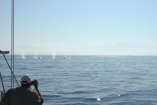 Whale Watching The Best Of Puerto Vallarta - Should you book this Puerto Vallarta whale watching tour?