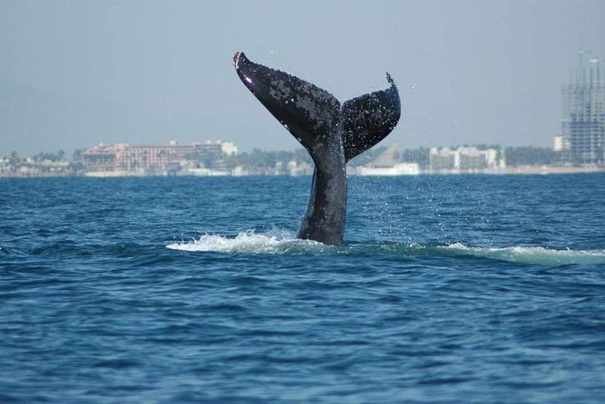 Whale Watching Tour - Key things I’d circle before you book