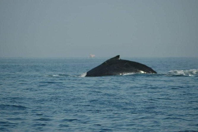 Whale Watching Tour - Price and what $62 gets you on Monterey Bay
