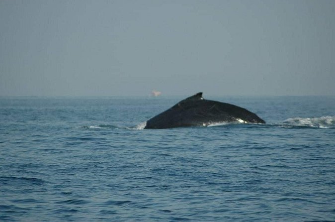 Whale Watching Tour - The boats: what 53’ to 70’ means for your view
