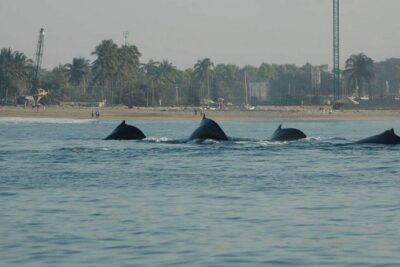 Whale Watching Tour - Where You Meet, What Time You Go, and How the Day Flows