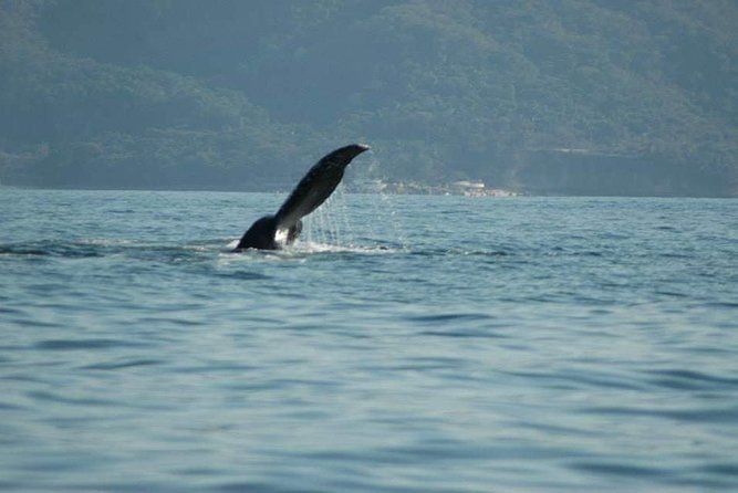 Whale Watching Tour - How the tour experience feels: safety, pacing, and “getting you there”
