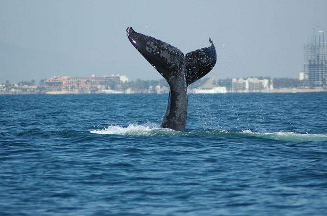 Whale watching tour - Logistics that matter: tickets, language, and timing