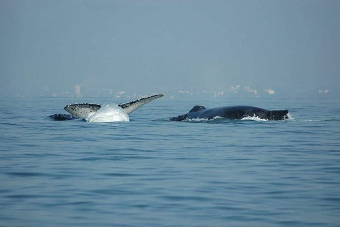 Whale watching tour - Nature rules you’ll feel: being respectful on the water