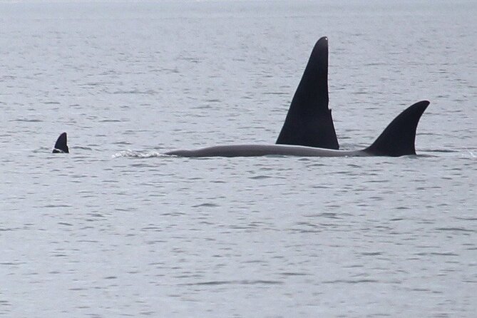 Whale Watching Tour from Anacortes - Key Things You’ll Notice on This Anacortes Whale-Watching Trip
