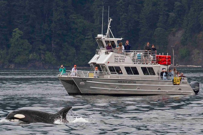 Whale Watching Tour from Anacortes - Why Anacortes Orca Watching Feels More Like Nature Than a Ride