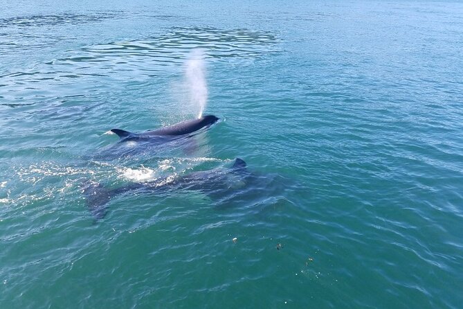 Whale Watching Tour from Anacortes - Stop 1: Arriving in Anacortes and Getting Ready for Open-Water Viewing
