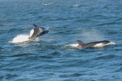 Whale Watching Tour from Anacortes - The “3–4 Hours” Sweet Spot: What Your Afternoon Actually Looks Like
