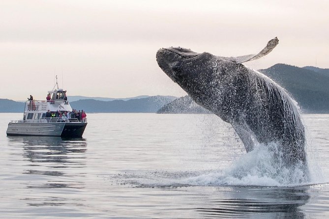 Whale Watching Tour from Anacortes - Price and Value: Why $119 Can Still Feel Fair Here