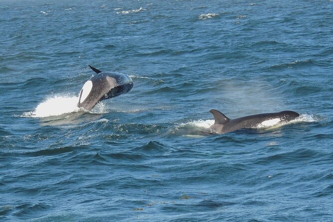 Whale Watching Tour from Anacortes - The “3–4 Hours” Sweet Spot: What Your Afternoon Actually Looks Like