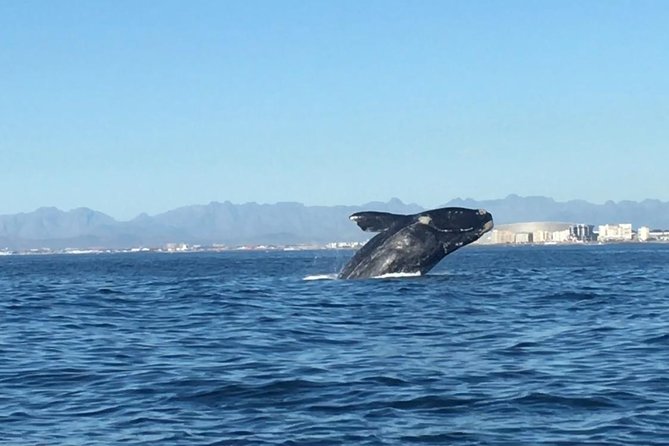 Whale Watching Tour from Cape Town - Key highlights to know before you go