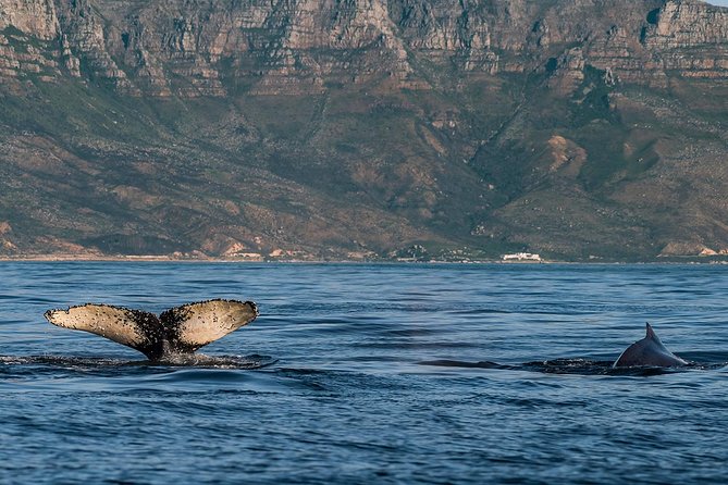 Whale Watching Tour from Cape Town - A Full Day From Cape Town to Hermanus: When Southern Right Whales Arrive