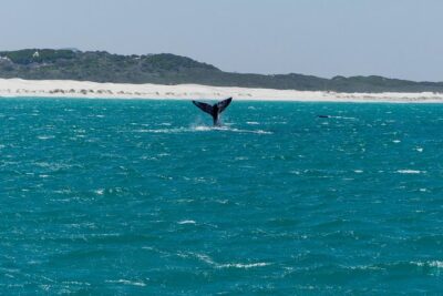 Whale Watching Tour from Cape Town - The Scenic Route: Pringle Bay, Gordon’s Bay, and Betty’s Bay