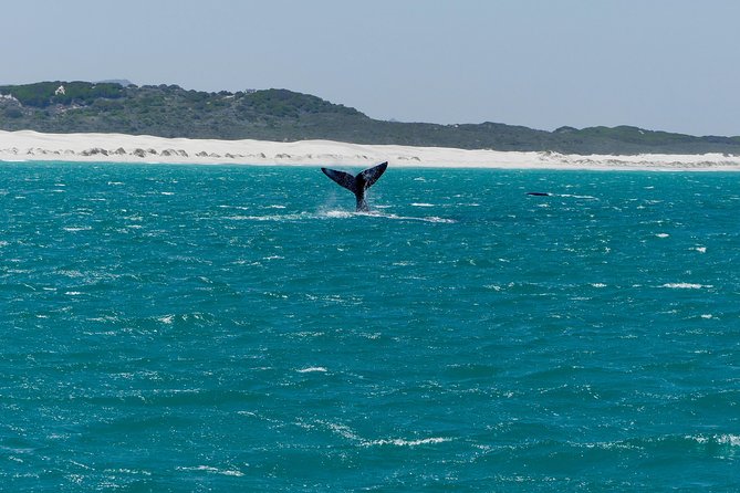 Whale Watching Tour from Cape Town - The Scenic Route: Pringle Bay, Gordon’s Bay, and Betty’s Bay